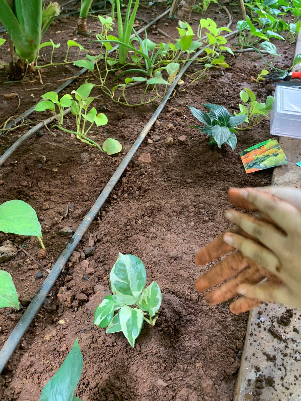 Planting a native sapling