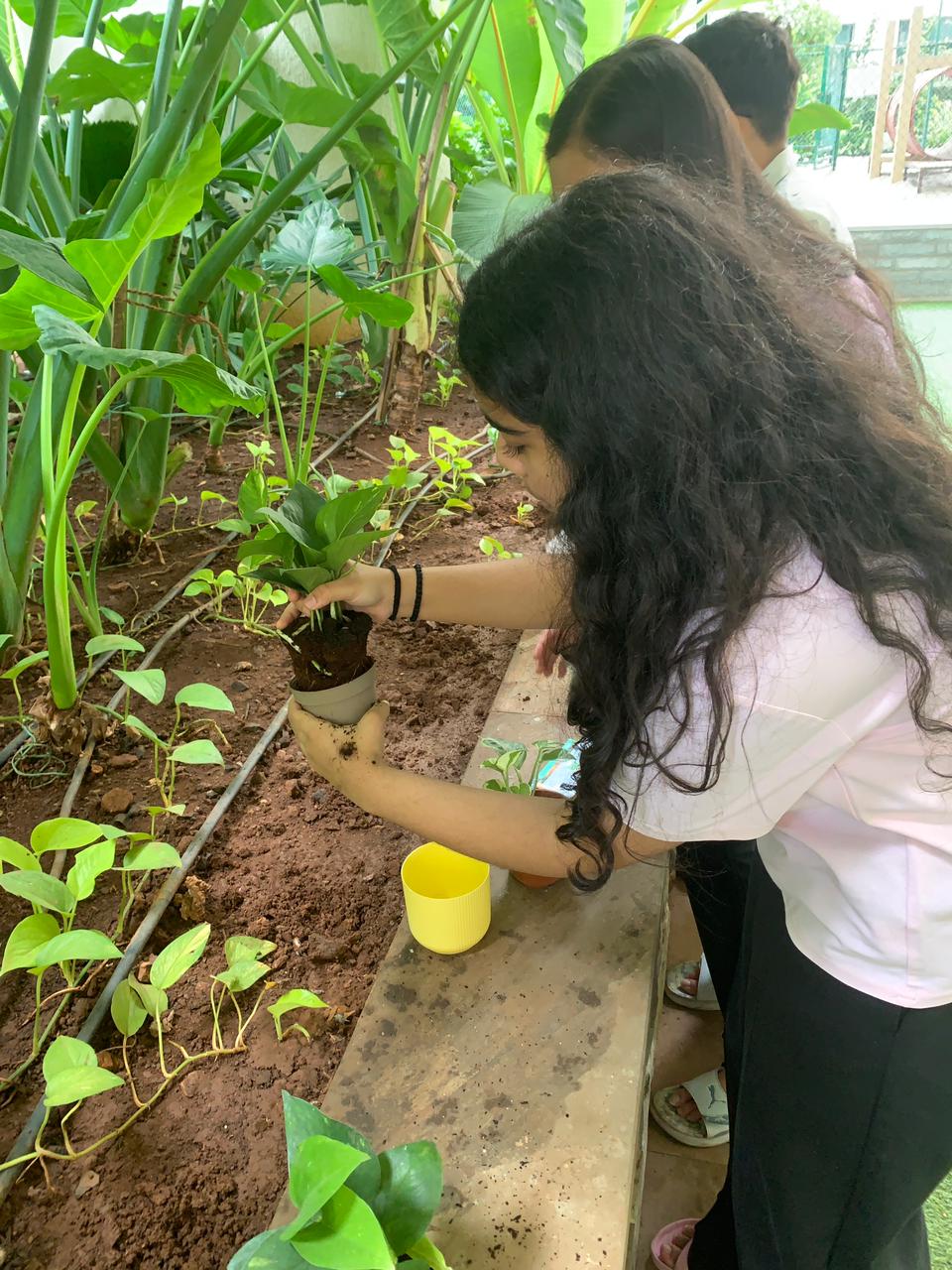Watering a freshly planted pothos