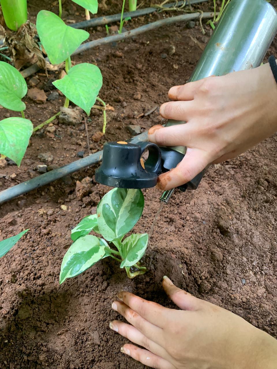 Freshly planted sapling