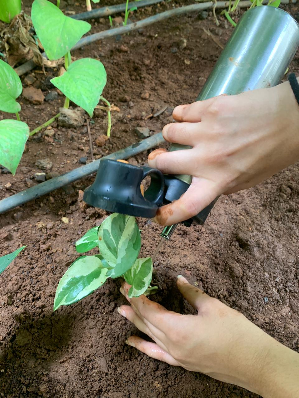 Garden activity