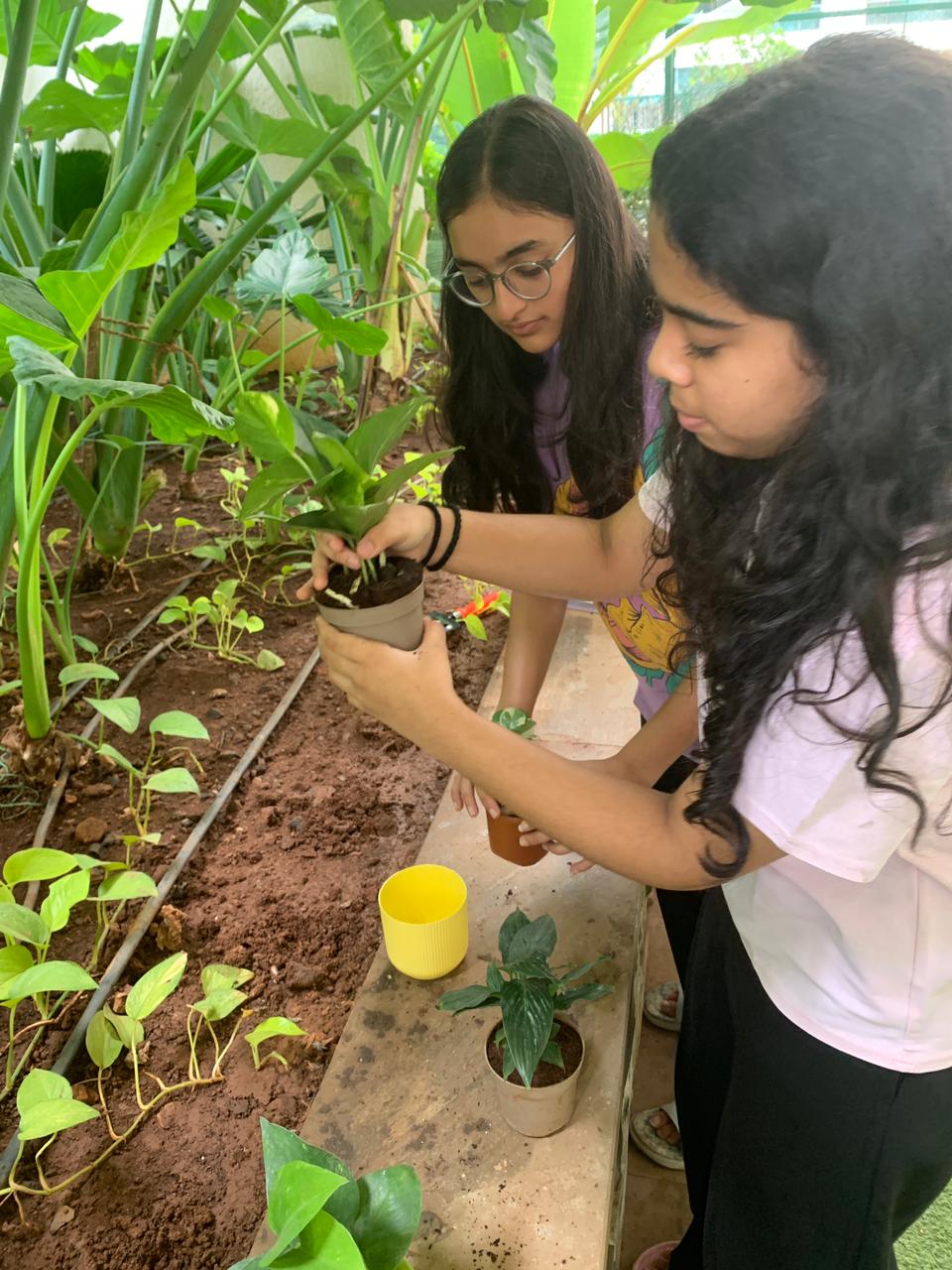 Plantation drive